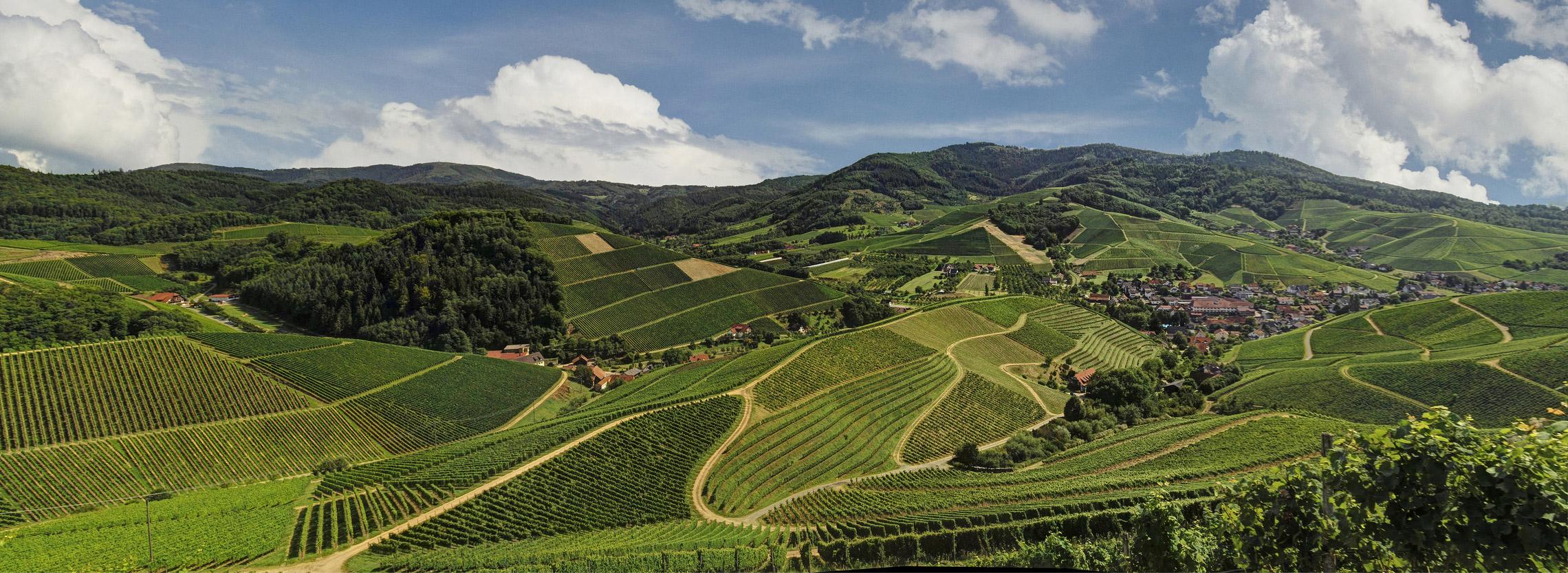 Weinlandschaft Kaiserstuhl im Sommer, Hügel, Wälder